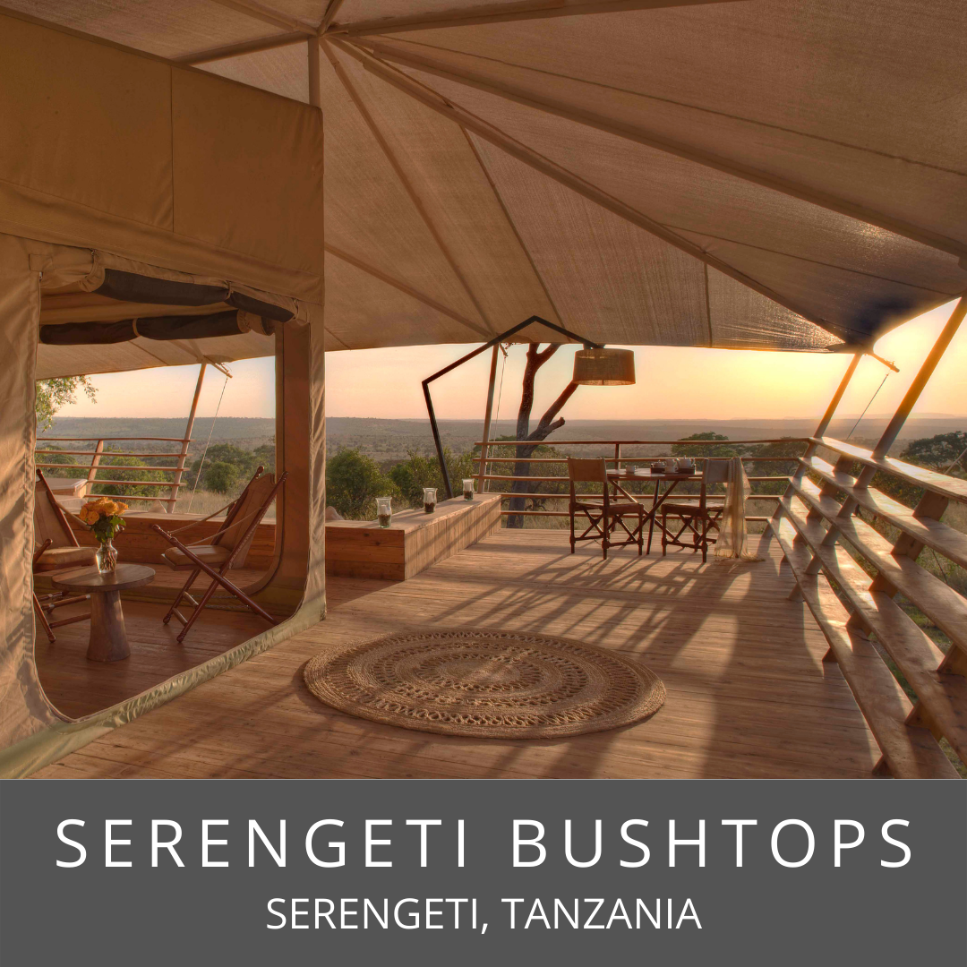 Serengeti Bushtops